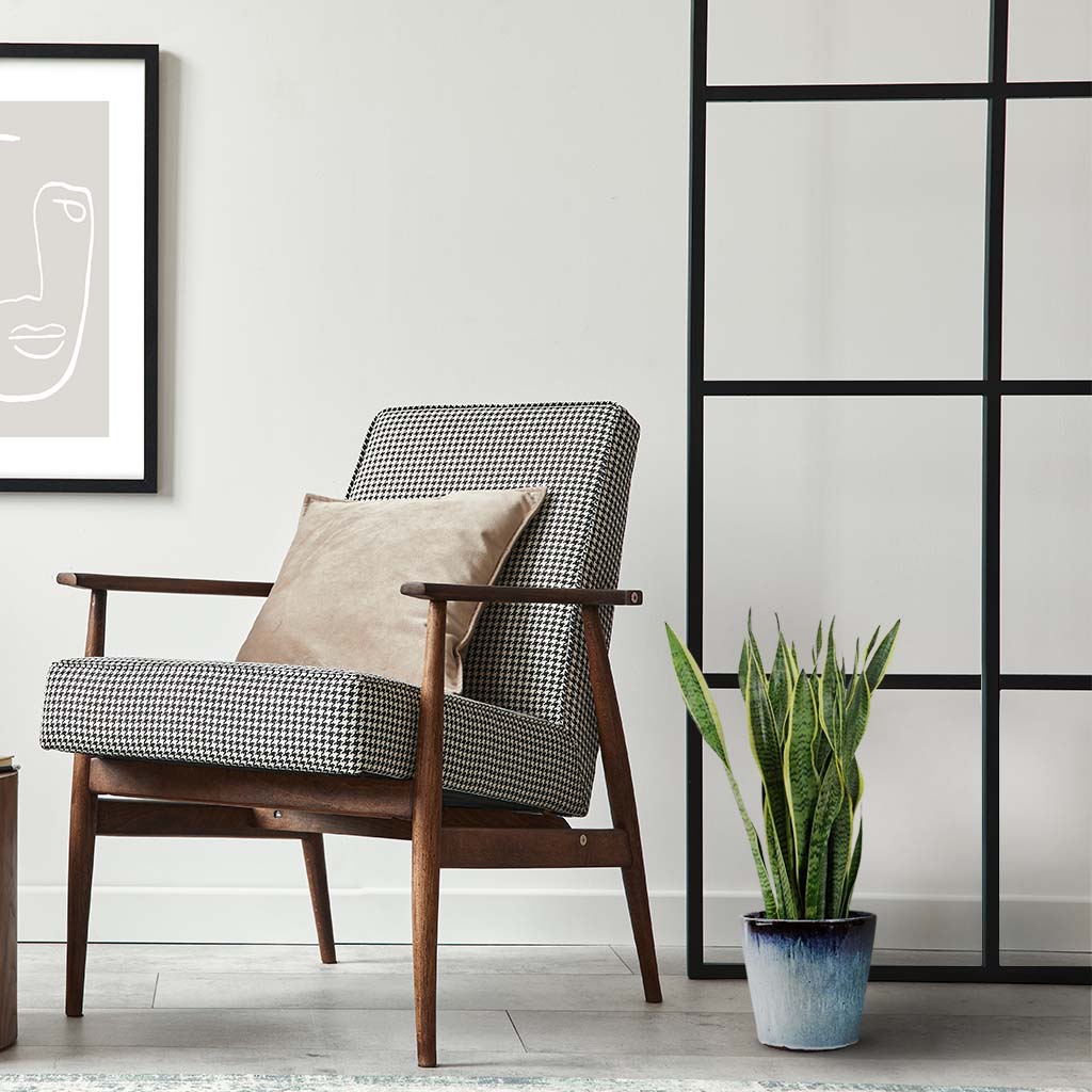 sansevieria trifasciata ikea Snake Plant (Sansevieria Trifasciata): Top Air-Purifying Plant for Home – Bloombox Club Ireland