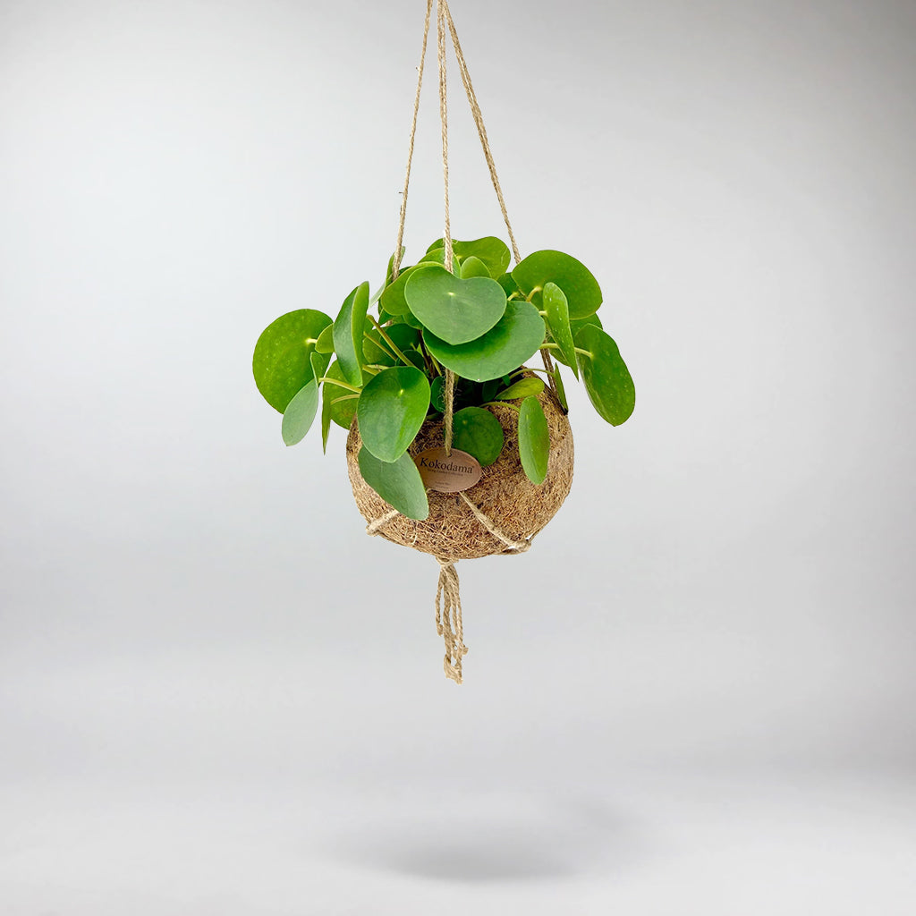 money plant ireland Chinese Money Plant: Stylish, Air-Purifying & Pet Safe Indoor Plant – Bloombox Club Ireland