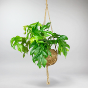 Hanging Miniature Monstera in Eco Pot 
