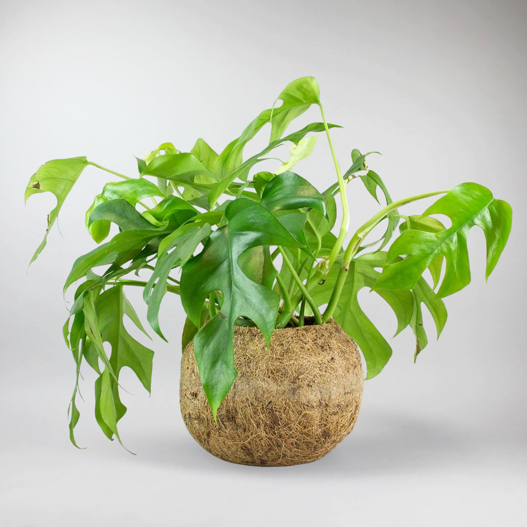 philodendron minima hanging Mini Monstera Hanging Plant with Eco Coconut Pot – Lush & Easy – Bloombox Club Ireland