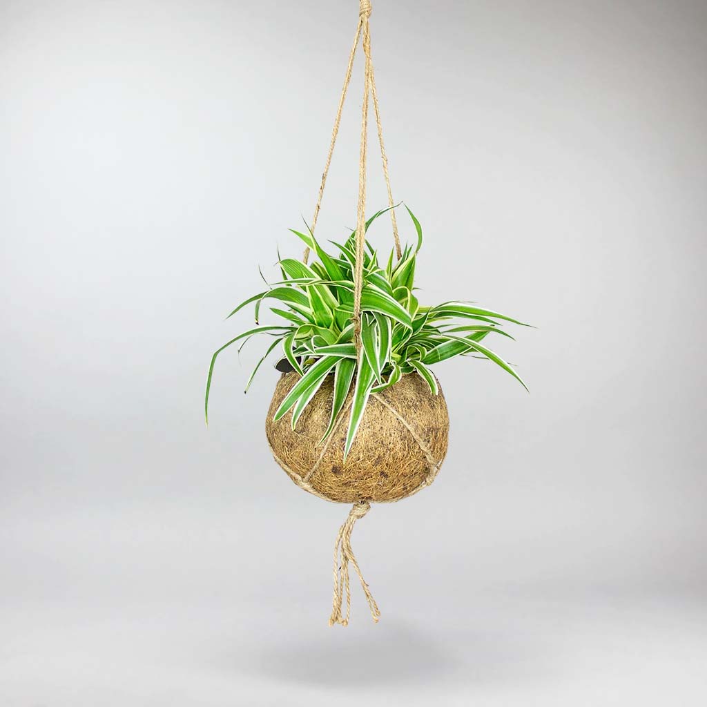 spider plant kokedama Curly Spider Plant 'Bonnie': Easy-Care Air-Purifying Plant – Bloombox Club Ireland