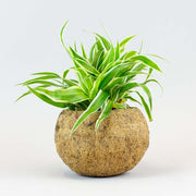 Curly Spider Plant & Eco Coconut Pot |  Chlorophytum Comosum 'Bonnie'
