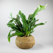 Staghorn Fern -  Rustic Decor with Antlered Greenery