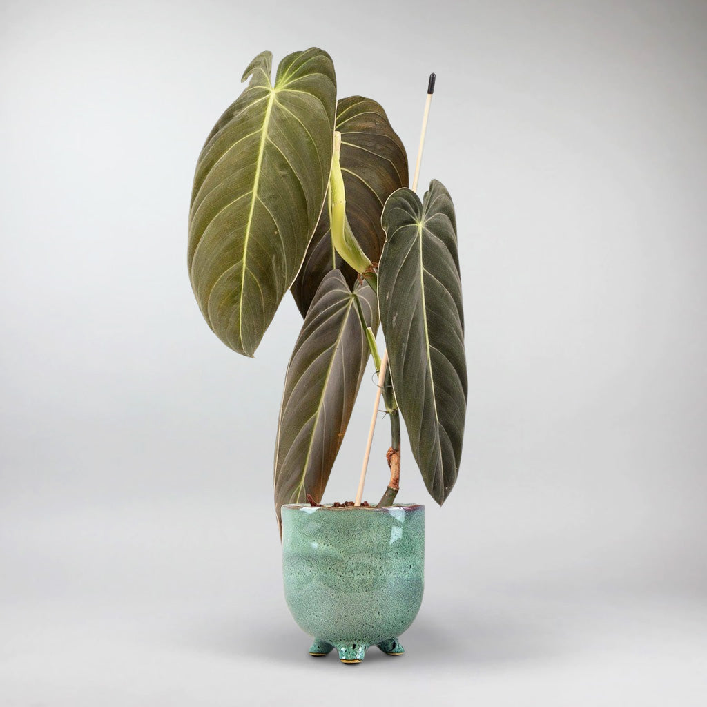 philodendron ireland Philodendron Melanochrysum: Stunning Heart Shaped Houseplant – Bloombox Club Ireland