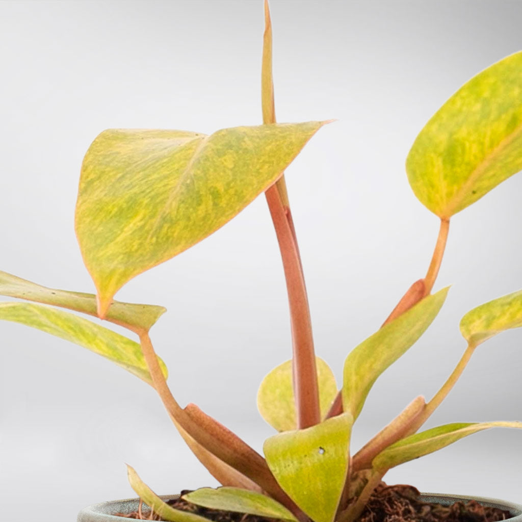 philodendron painted lady uk Philodendron 'Painted Lady: Vibrant, Easy-Care Houseplant – Bloombox Club Ireland