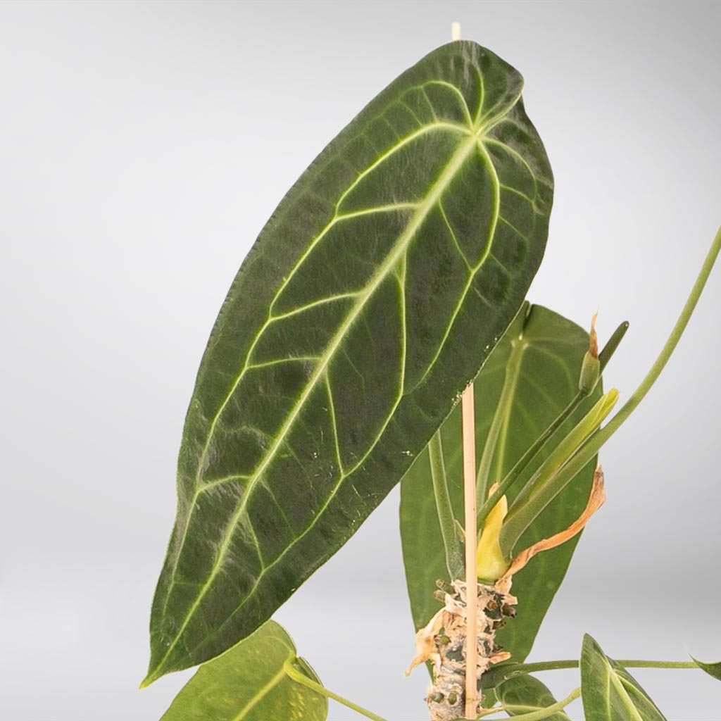 anthurium majestic Anthurium Warocqueanum: Lush Tropical Oasis Giant Leaves – Bloombox Club Ireland