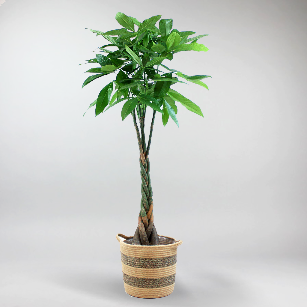 money tree nz Money Plant: Perfect Plant For Health & Harmony – Bloombox Club Ireland
