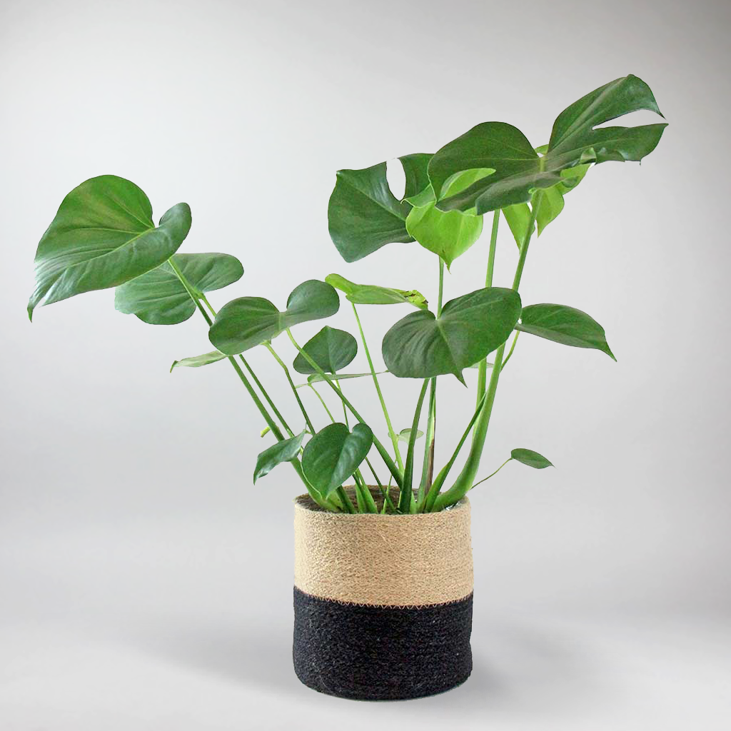 monstera deliciosa pflege Swiss Cheese Plant: Bold, Air-Purifying & Easy to Grow – Bloombox Club Ireland