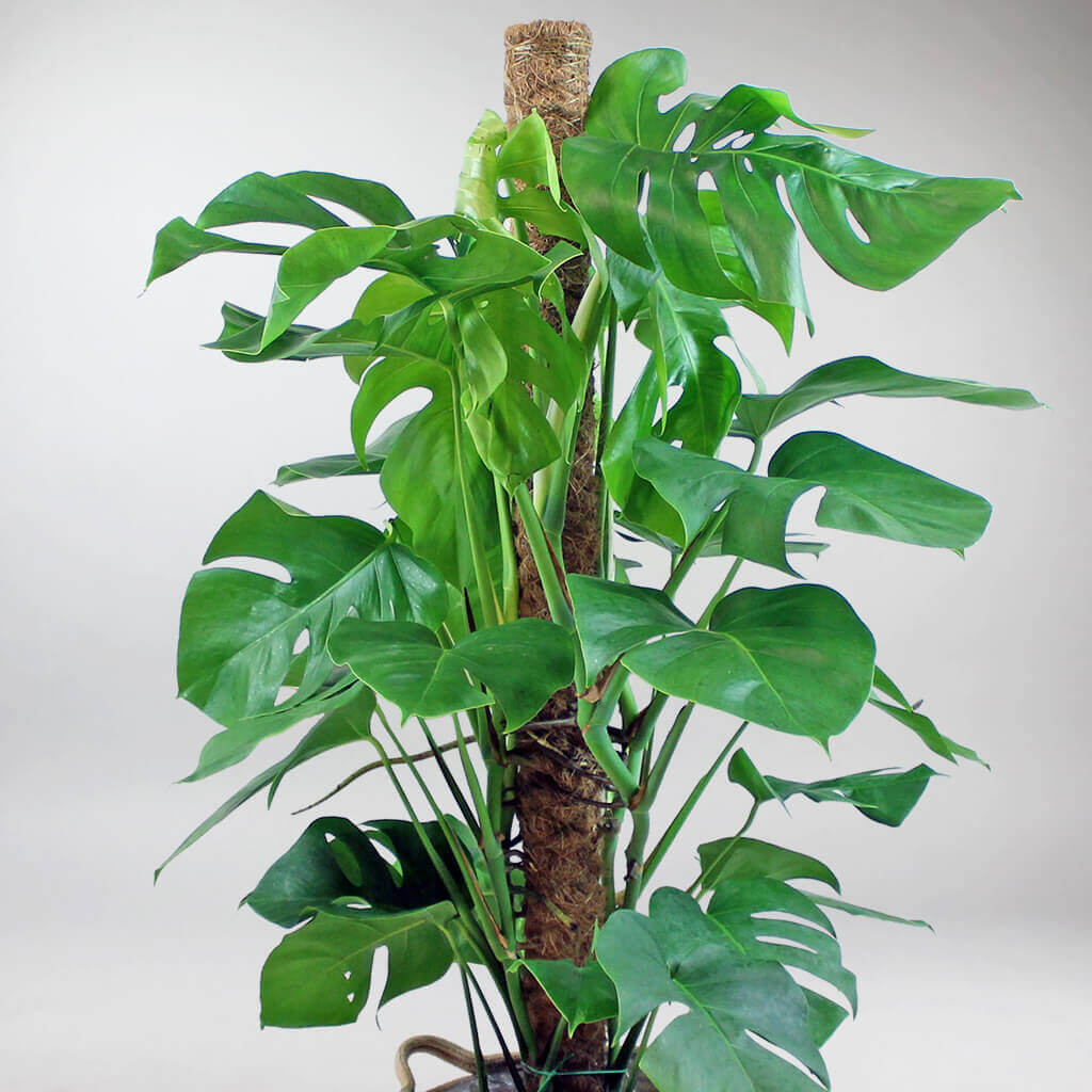 swiss cheese plant pole Extra Large Swiss Cheese Plant: Fast-Growing, Low Maintenance Houseplant – Bloombox Club Ireland