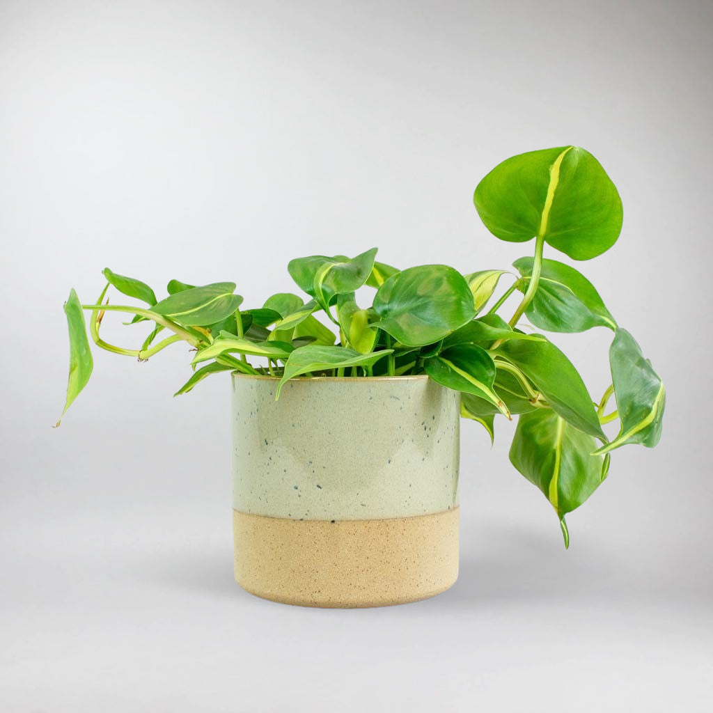 philodendron ireland Philodendron Scandens: Transform Your Home with A Vibrant Oasis – Bloombox Club Ireland