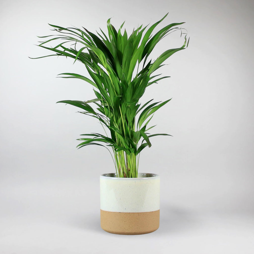 areca palm air Areca Palm: Lush Green Indoor Plant, Perfect for Large Rooms – Bloombox Club Ireland