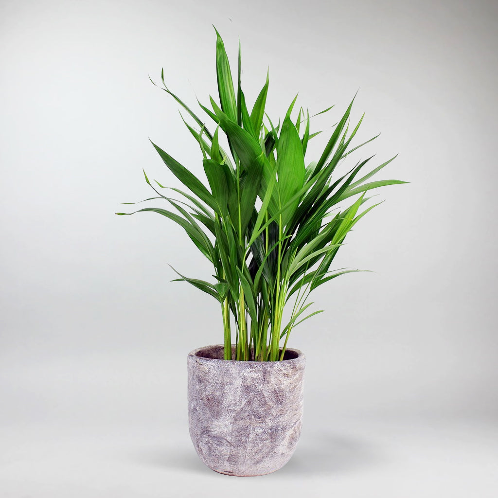 areca palm ireland Areca Palm: Lush Green Indoor Plant, Perfect for Large Rooms – Bloombox Club Ireland