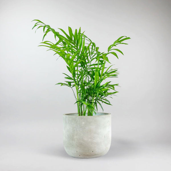 victorian parlor palm cats Pet-Friendly Parlour Palm : Victorian Charm for Modern Homes – Bloombox Club Ireland