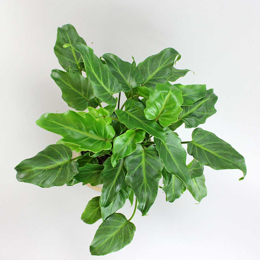philodendron bipinnatifidum winterbourn Philodendron Xanadu