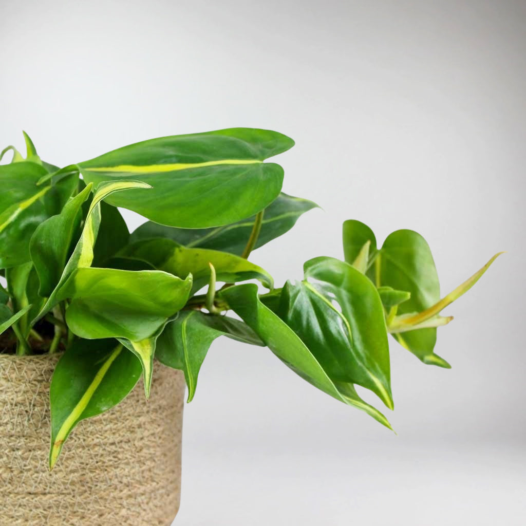 brazilian heartleaf philodendron Philodendron Scandens: Transform Your Home with A Vibrant Oasis – Bloombox Club Ireland