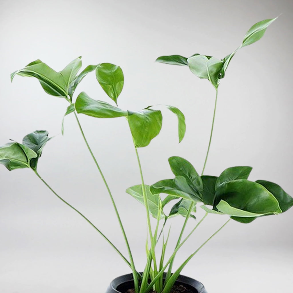 philodendron green wonder care Large Green Wonder Philodendron – Rare & Easy-Care Houseplant – Bloombox Club Ireland