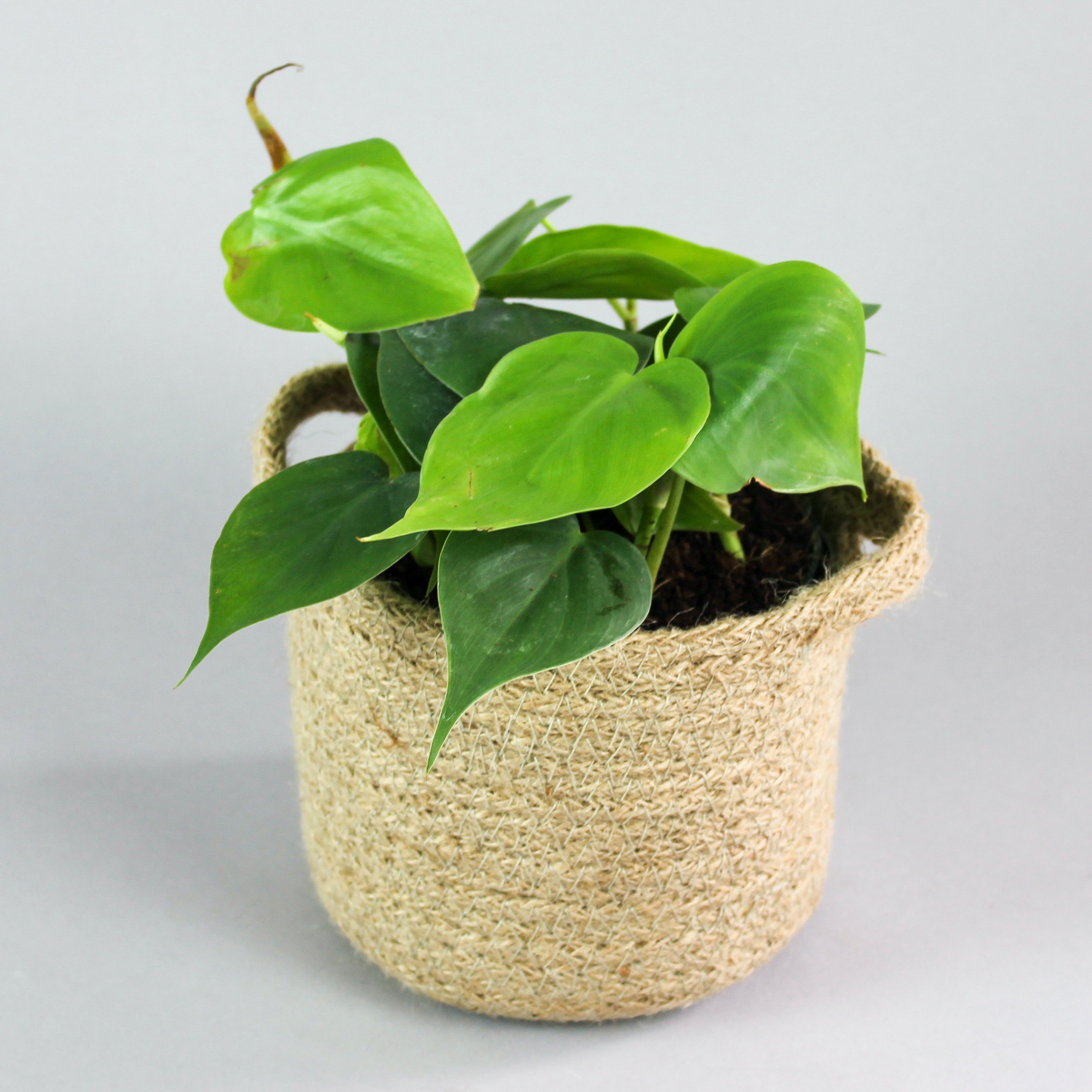 philodendron scandens sweetheart plant Green Sweetheart Plant | Philodendron Scandens