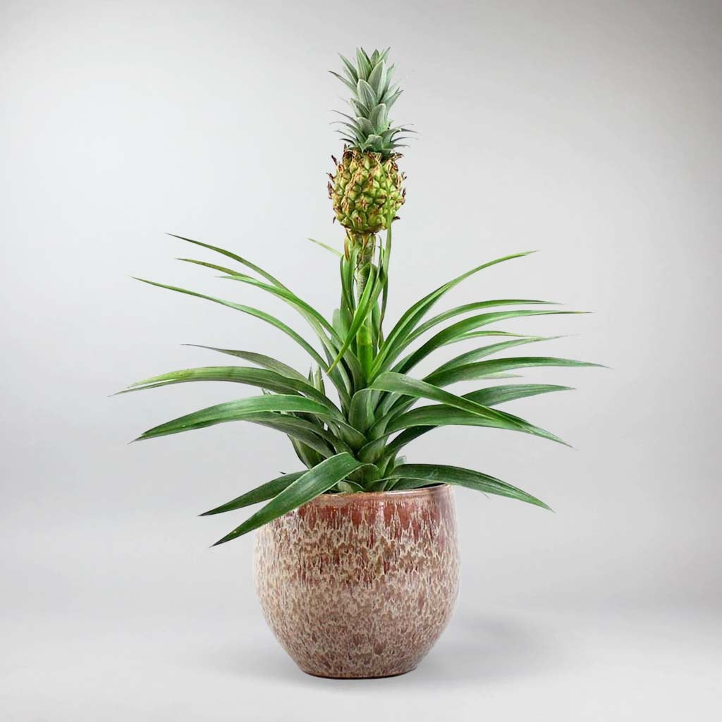 pineapple plant ireland Mini Pineapple Plant: Exotic Tropical Decor for Your Home – Bloombox Club Ireland
