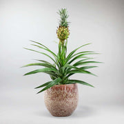 Pineapple Plant - Tropical Elegance with Distinctive Form