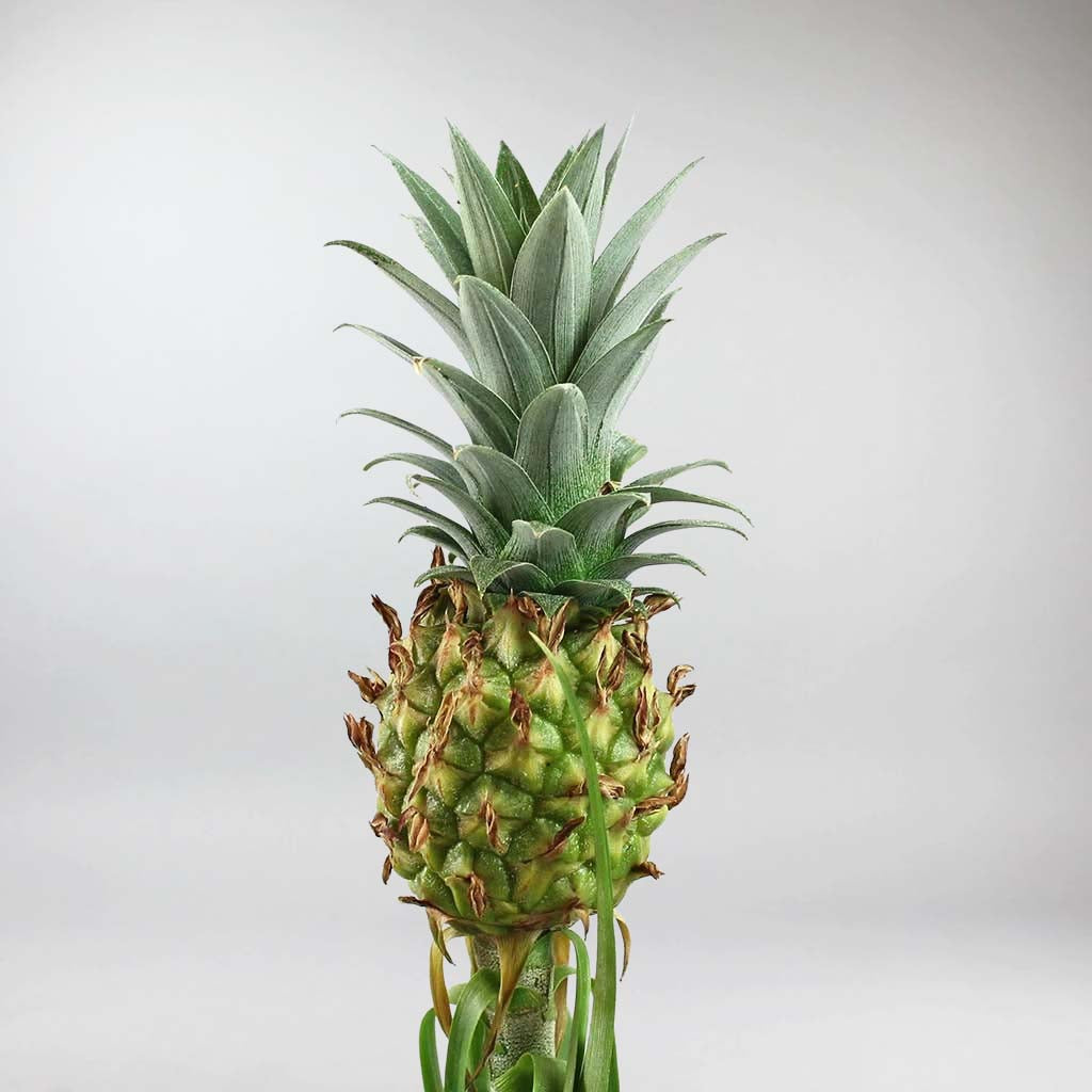 edible pineapple plant for sale uk Mini Pineapple Plant: Exotic Tropical Decor for Your Home – Bloombox Club Ireland