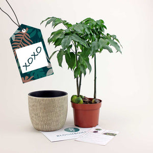 Plant Subscription Gift Card