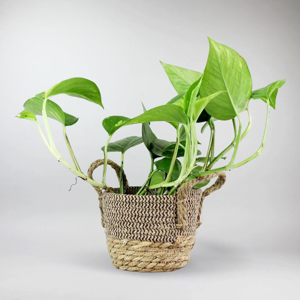 pothos plant ireland Golden Pothos (Epipremnum Aureum): Easy-Care Air Purifying Houseplant – Bloombox Club Ireland