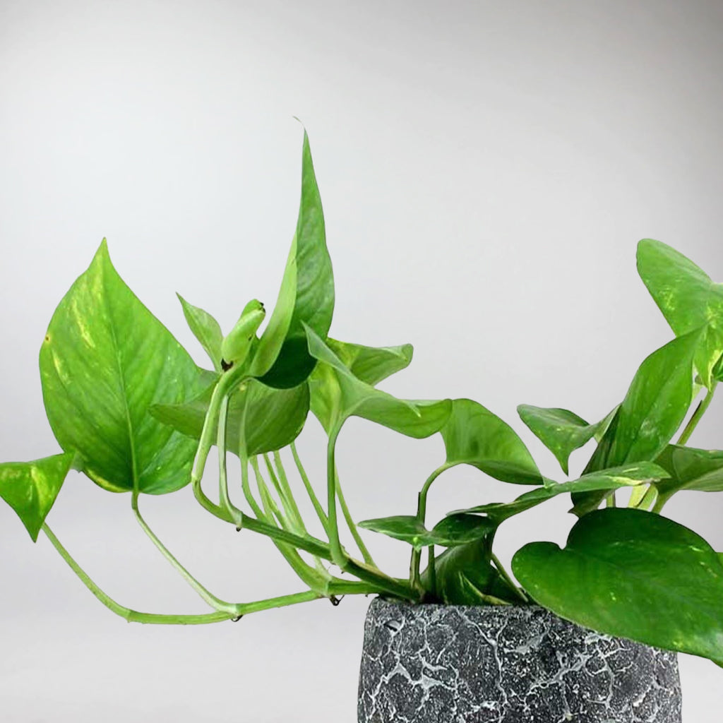 pothos plant ireland Golden Pothos (Epipremnum Aureum): Easy-Care Air Purifying Houseplant – Bloombox Club Ireland