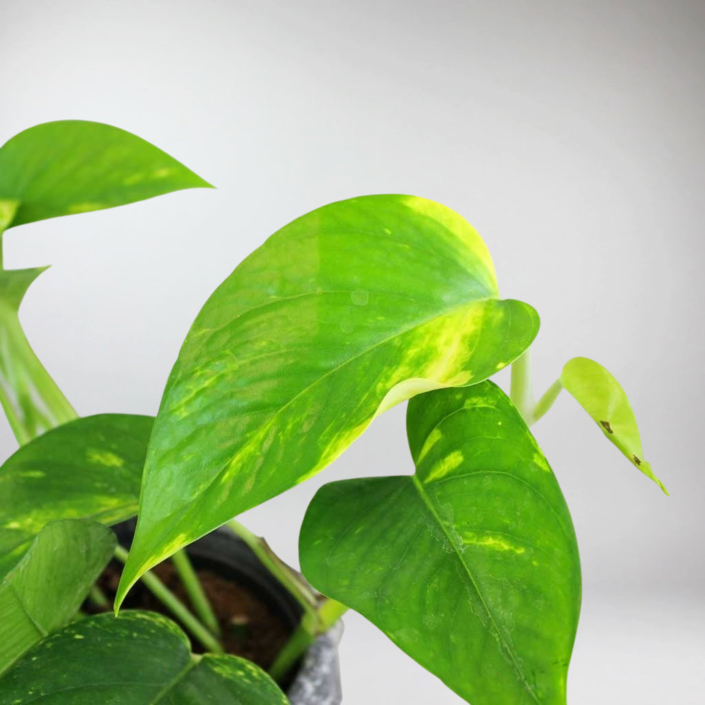 pothos plant ireland Golden Pothos (Epipremnum Aureum): Easy-Care Air Purifying Houseplant – Bloombox Club Ireland