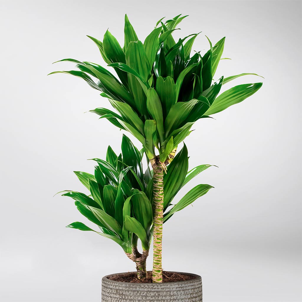warneck dracaena benefits Low-Maintenance Dracaena Janet Craig: Caribbean Vibes at Home – Bloombox Club Ireland