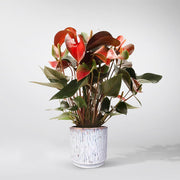 Plant with red flowers -Anthurium Rainbow delivery