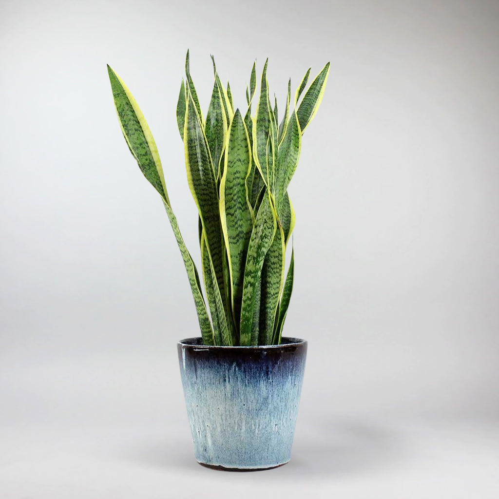 snake plant ireland Snake Plant (Sansevieria Trifasciata): Top Air-Purifying Plant for Home – Bloombox Club Ireland
