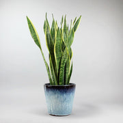 Snake Plant Laurentii | Sansevieria trifasciata 'Laurentii'