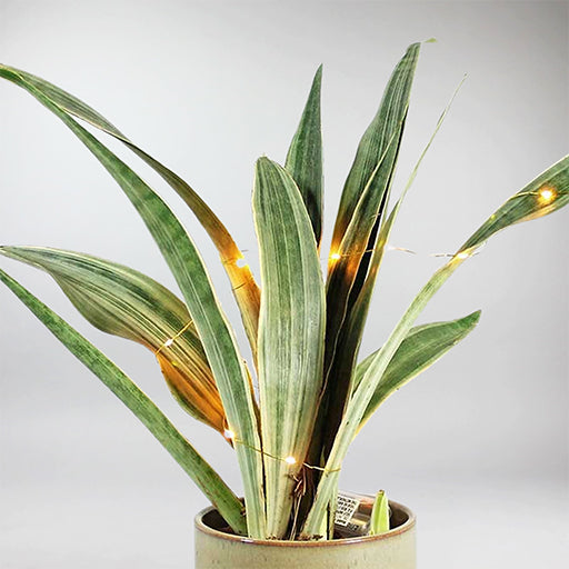 sansevieria aubrytiana metallica Snake Plant 'Metallica'