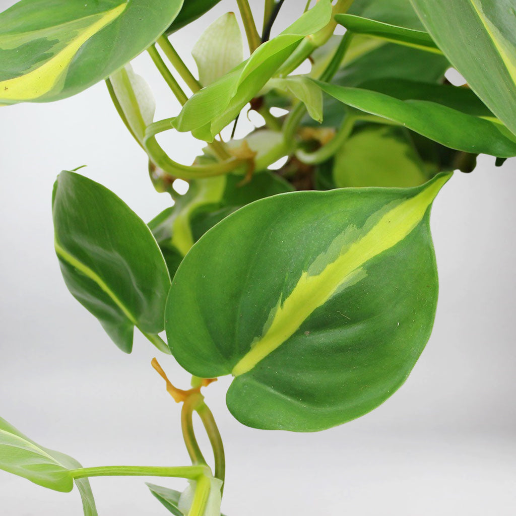 brazil heart leaf philodendron Philodendron Scandens: Transform Your Home with A Vibrant Oasis – Bloombox Club Ireland