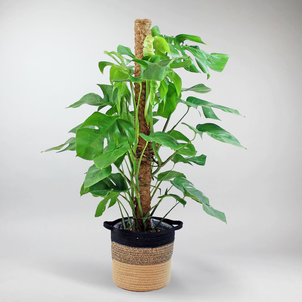 monstera plant ireland Extra Large Swiss Cheese Plant: Fast-Growing, Low Maintenance Houseplant – Bloombox Club Ireland