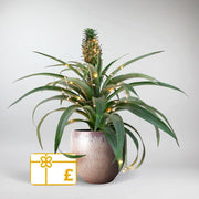 Tropical Plant Bundle & Gift Voucher | Christmas Tree alternative for Plant Lovers