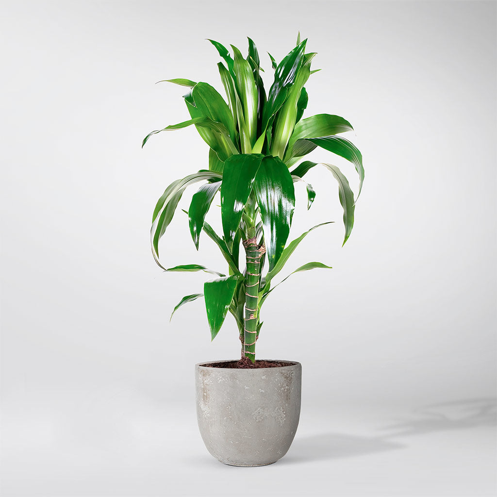 dracaena janet craig flower Dracaena Janet Craig: Low-Maintenance Tropical Plant for Your Home – Bloombox Club Ireland