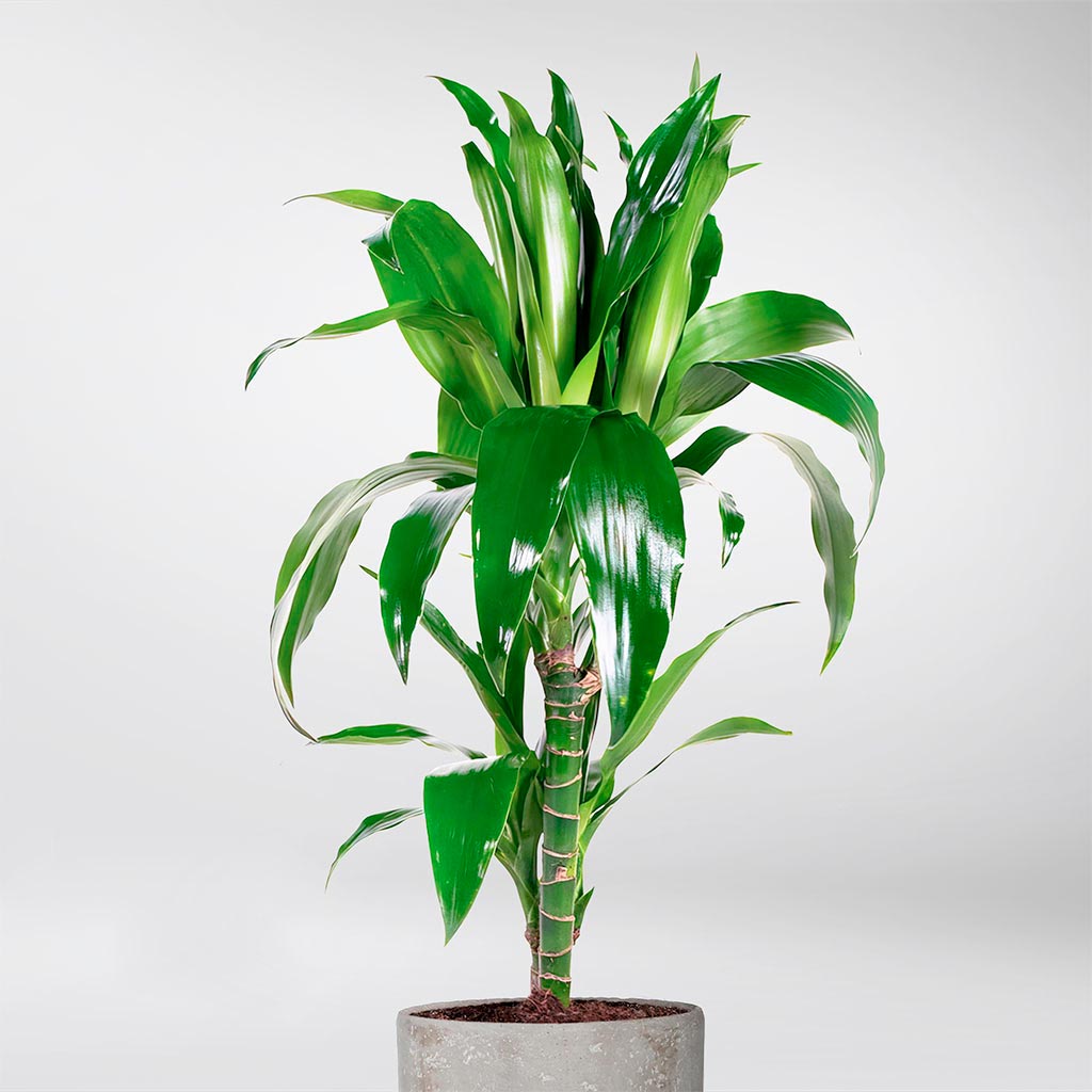 dracaena fragrans ingrijire Dracaena Janet Craig: Low-Maintenance Tropical Plant for Your Home – Bloombox Club Ireland