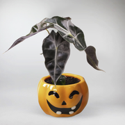Halloween Treat - Alocasia Curly Bambino with Halloween Pot