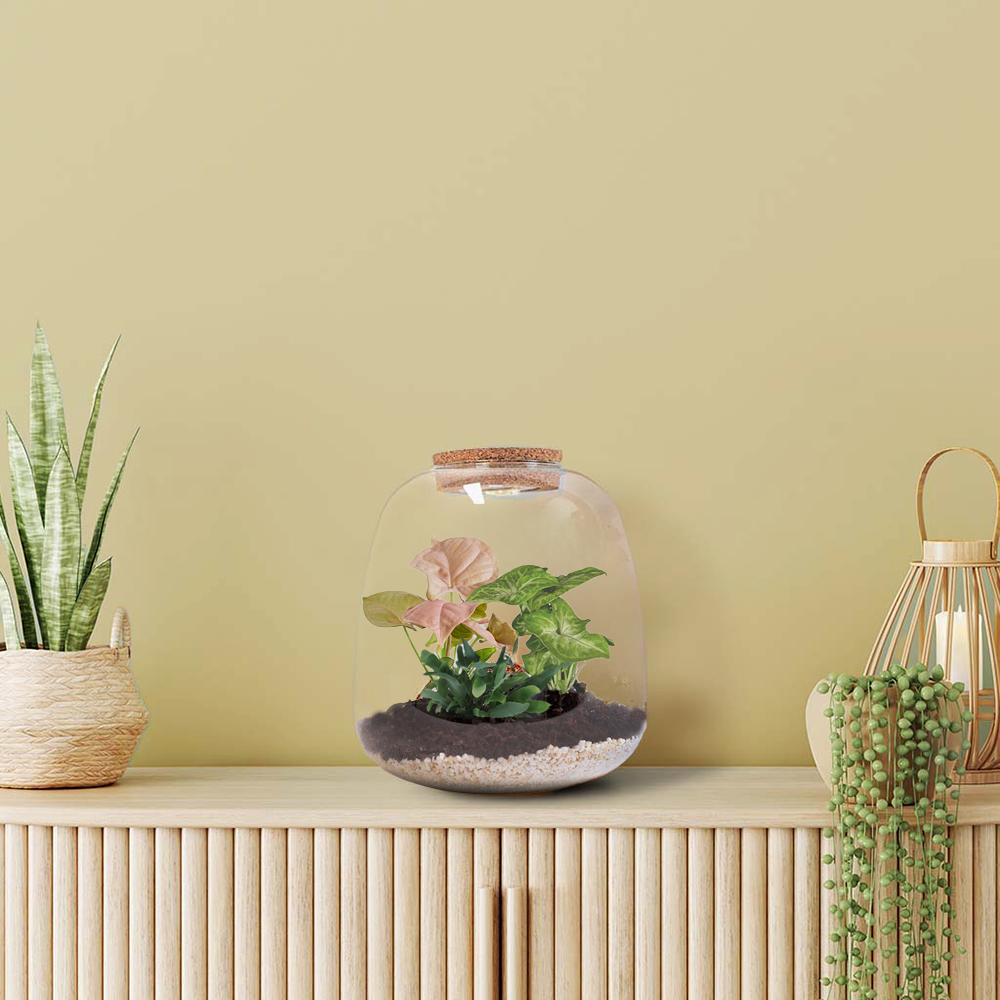 Valentine's Tropical Terrarium DIY Kit – Bloombox Club