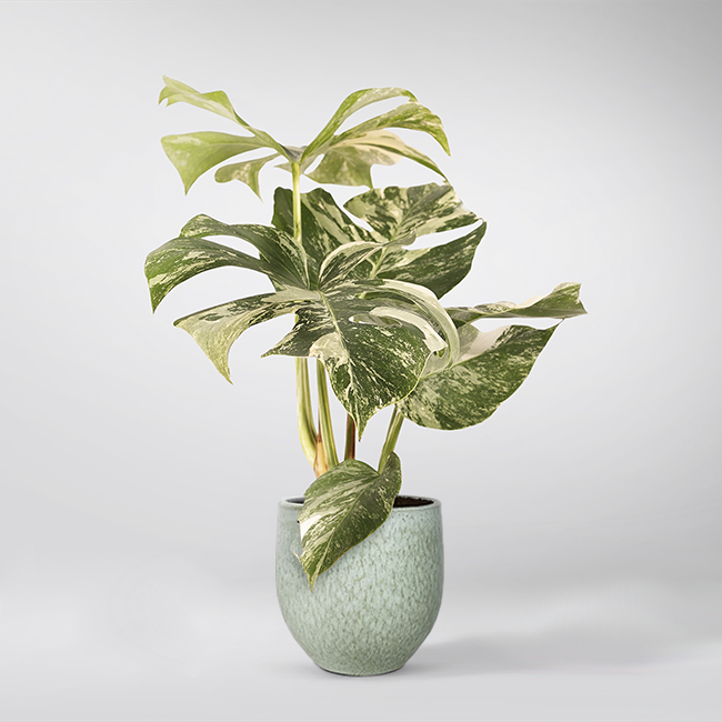 monstera deliciosa ireland Large Variegated Monstera Deliciosa: Tropical Oasis for Your Home – Bloombox Club Ireland