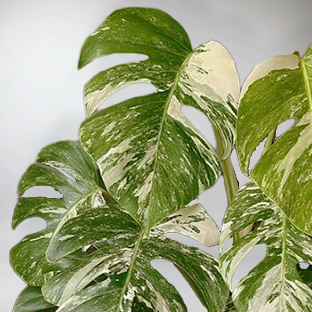 monstera deliciosa ireland Large Variegated Monstera Deliciosa: Tropical Oasis for Your Home – Bloombox Club Ireland